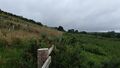 looking West along the fenceline dividing new plantation on the left from grazed upland on the right