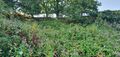 Looking south (up) towards trees at the (unmapped) former quarry edge