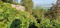 Bracken, birch and rowan (and himalayan balsam)