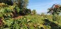 Bracken with a Rowan foreground