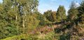 Birch and rowan trees in among the heather