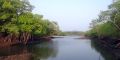 Tidal creek in mangroves