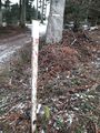 Another compartment boundary, at a corner: the boundary runs from the boundary stone to the tree, then goes on the right.