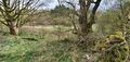 View south-east from Springs Road across a nettly/brambly patch, between trees at the field boundary to former field