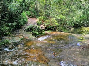 Wet soles creek crossing.jpg