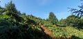 View uphill from the A660 beyond the margin of trees showing bracken and small trees