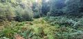 Bracken, brambles and grass. Small trees at the margin