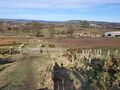 Downhill from a newly planted area towards a wet, grazed area with gorse