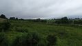 Scrubby wet grazed area below the fenceline