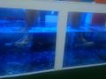 EK fish spa.jpg Item:Q6707